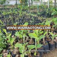 Banana Plant Tissue Culture tissue culture banana plants